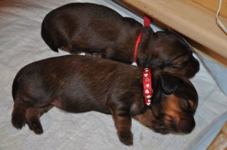 Jamniki d�ugow�ose